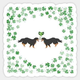 Bernese Mountain Dog for Saint Patrick's Day Lovers Sticker